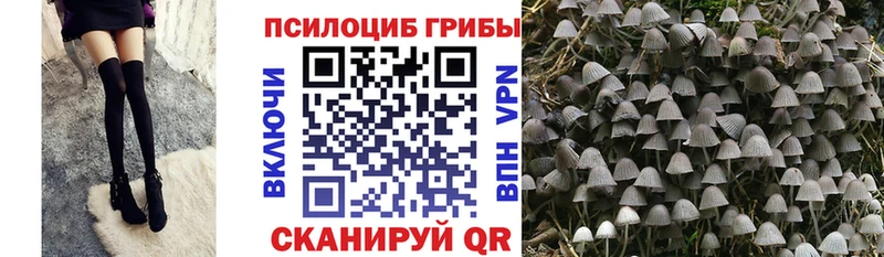 Купить  Покачи  Псилоцибиновые грибы Magic Shrooms 